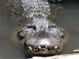 Giving medication to an alligator?
