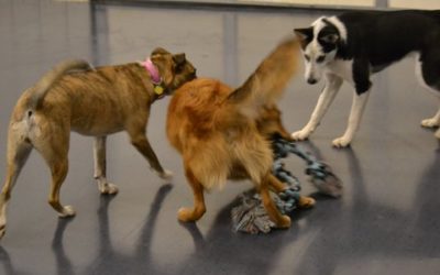 Doggie Daycare…Is it for you and your pup?