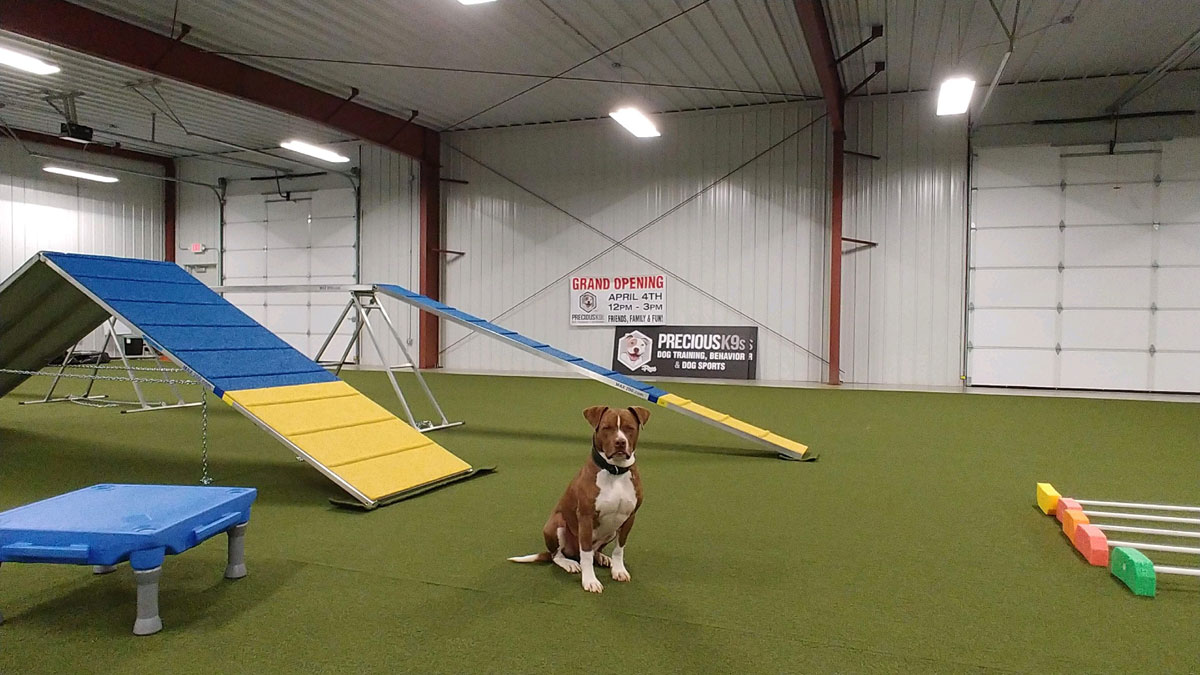 Precious K9s - Dog Training, Dog Behavior, Springfield, Missouri areana