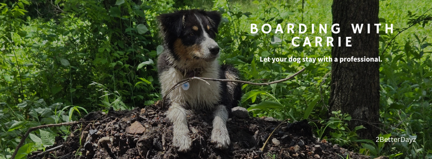 Boarding with carrie Precious K9s Dog Day Training, Battlefield MO