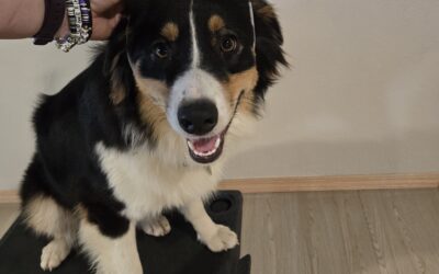 Raising a puppy is hard.