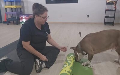 Keep your dog’s mind working.