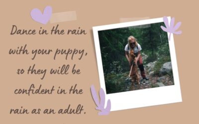 Dance in the rain with your puppy.