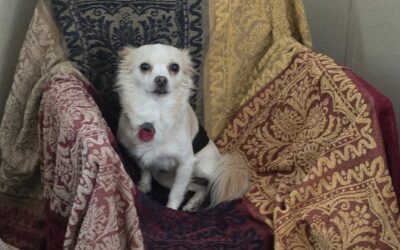 OCD behaviors in your dog.