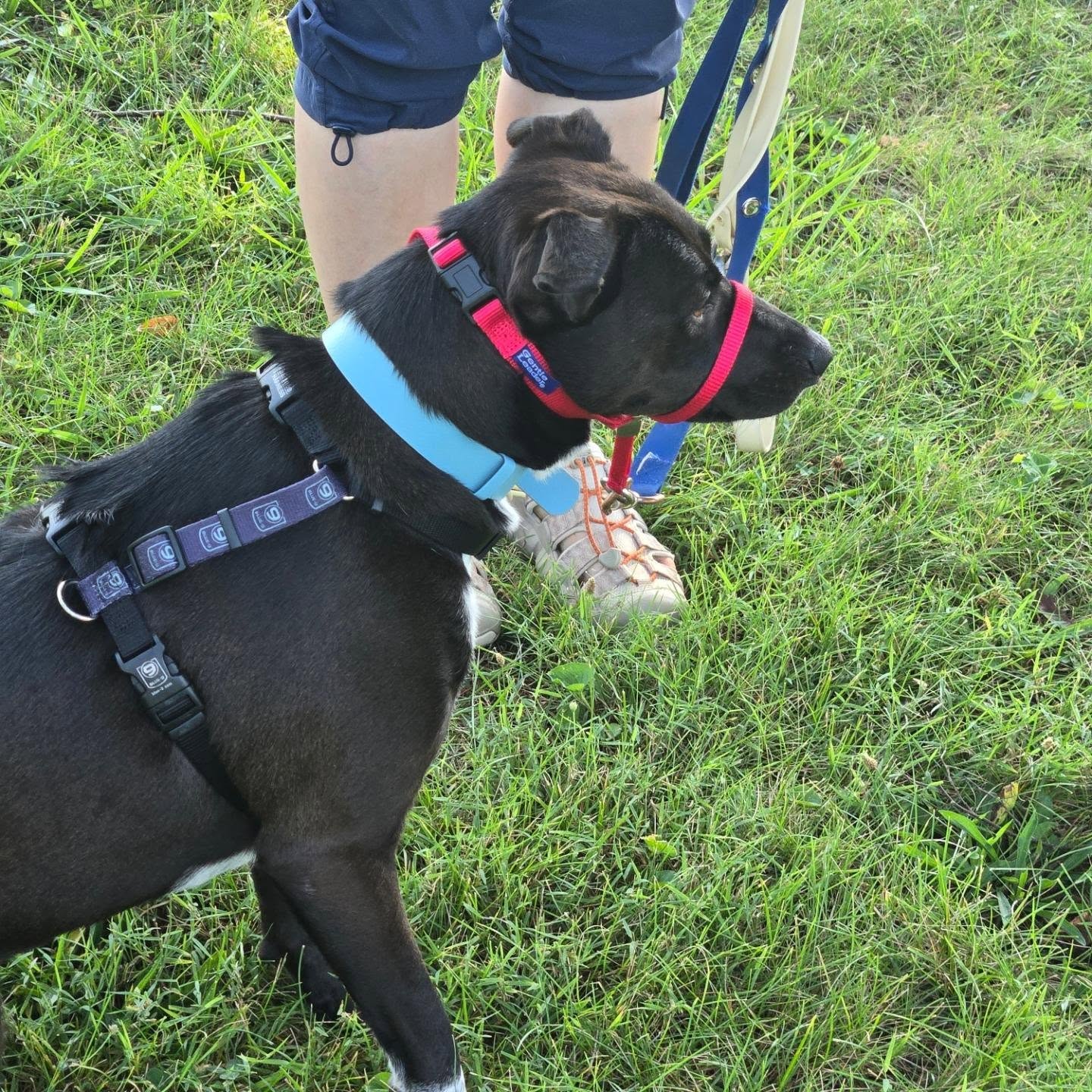 802457143_18459863164191021_7878857906392051423_n Precious K9s - Dog Training, Dog Behavior, Springfield, Missouri areana